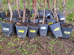 Ya tenemos plantación frutal en Albaladejito