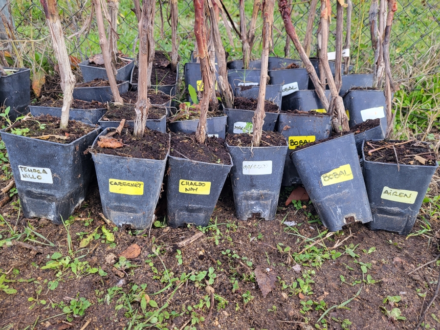 Ya tenemos plantación frutal en Albaladejito