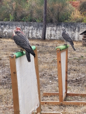 Cetrería en Albaladejito